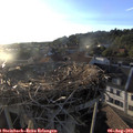 19_40-nest.jpg