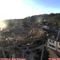 19_45-nest.jpg