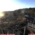 19_55-nest.jpg