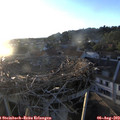 20_05-nest.jpg
