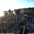 20_20-nest.jpg