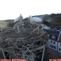 20_25-nest.jpg