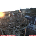 20_35-nest.jpg