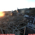 20_40-nest.jpg