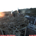 20_45-nest.jpg