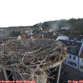 06_10-nest.jpg