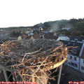 06_15-nest.jpg