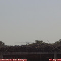 10_10-mast.jpg
