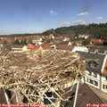 11_40-nest.jpg