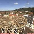 11_45-nest.jpg