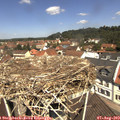 11_50-nest.jpg