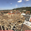 12_35-nest.jpg