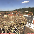 12_50-nest.jpg