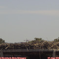 12_55-mast.jpg