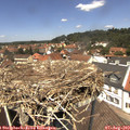 12_55-nest.jpg