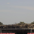 13_10-mast.jpg