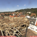 13_30-nest.jpg