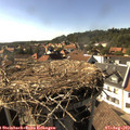 16_50-nest.jpg