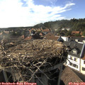 17_40-nest.jpg