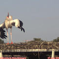 17_50-mast.jpg