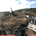 17_50-nest.jpg