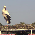 17_55-mast.jpg