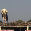 18_00-mast.jpg