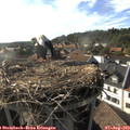 18_00-nest.jpg