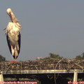 18_05-mast.jpg