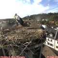 18_05-nest.jpg