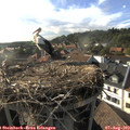 18_10-nest.jpg