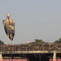 18_15-mast.jpg