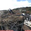 18_15-nest.jpg