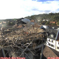 18_20-nest.jpg