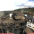 18_25-nest.jpg