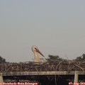 18_30-mast.jpg