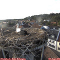18_30-nest.jpg
