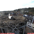 18_35-nest.jpg