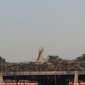 18_40-mast.jpg