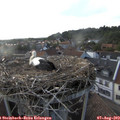 18_50-nest.jpg
