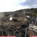 18_55-nest.jpg