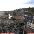 19_00-nest.jpg