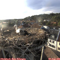 19_05-nest.jpg