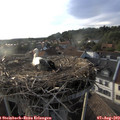 19_10-nest.jpg