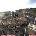 19_15-nest.jpg