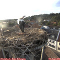 19_20-nest.jpg
