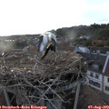 19_30-nest.jpg