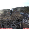19_35-nest.jpg