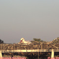 19_50-mast.jpg