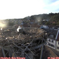 19_50-nest.jpg